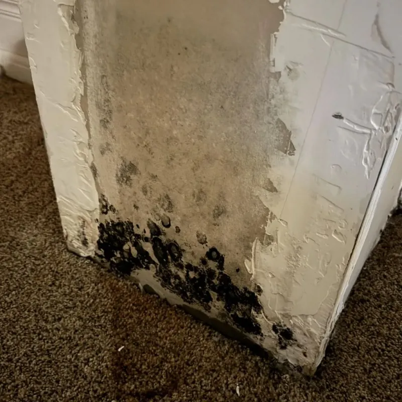 Professional Mold Removal in Burlington, KS